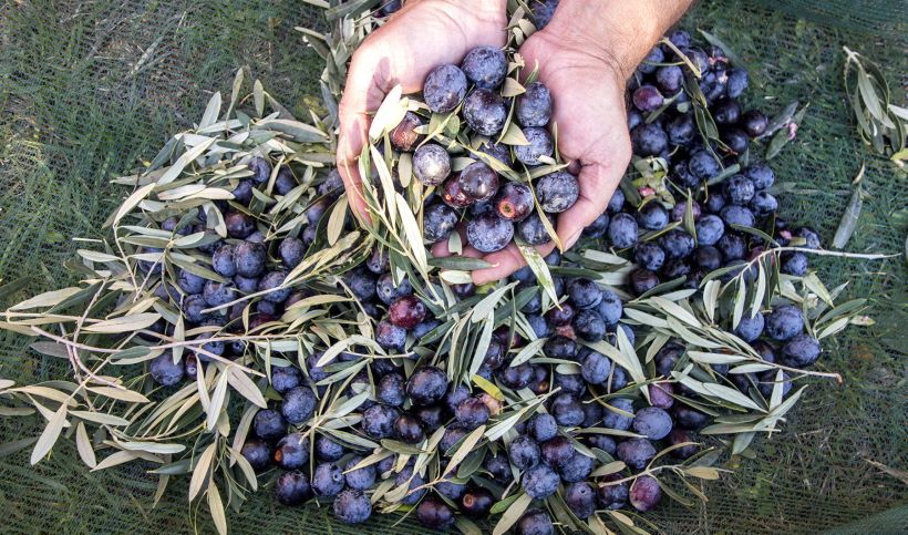 Harvested olives