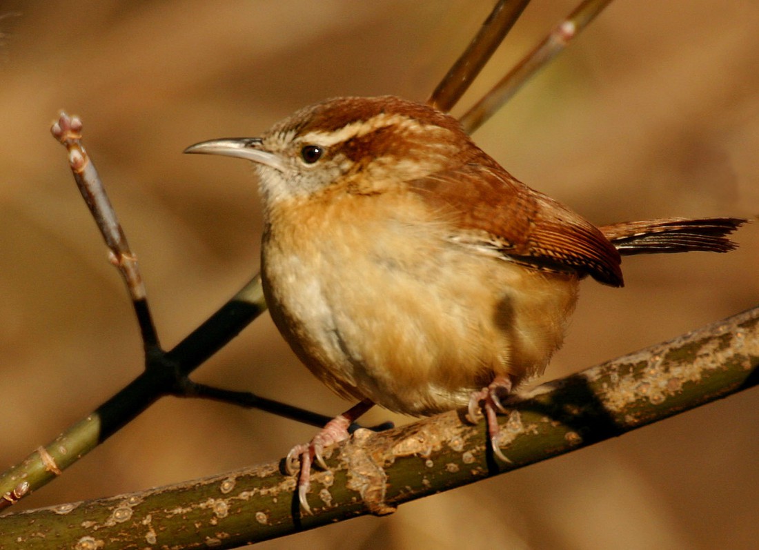 Wren2 1608x1165